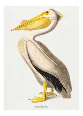 White Pelican vintage 