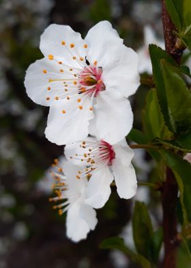 Apple blossom flowers