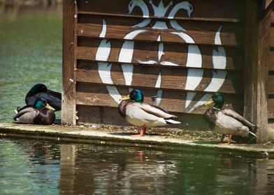 Mallard Ducks Birds