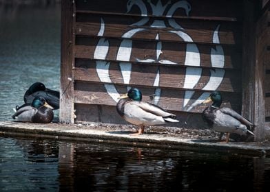 Mallard Duck