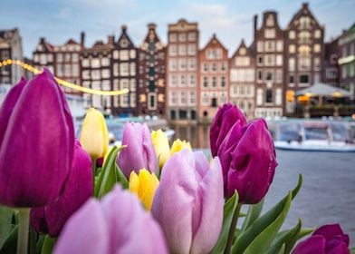 Tulips in Amsterdam 