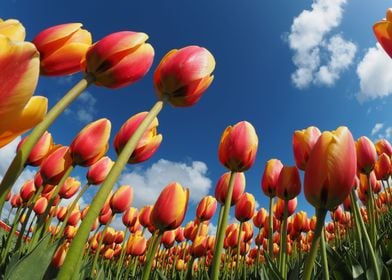 Holland tulips