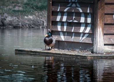 Mallard Ducks Birds