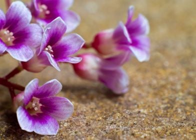 Flower of Carambola