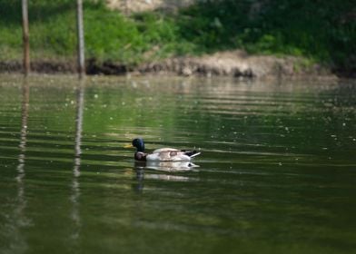 Mallard Duck