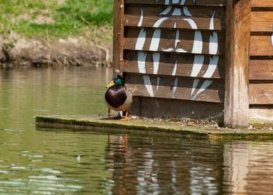 Mallard Ducks Birds