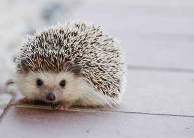 hedgehog cute white