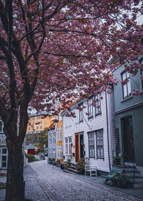 Cherry Tree Road Bergen