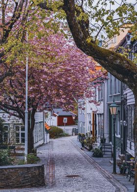 Cherry Tree Road Bergen