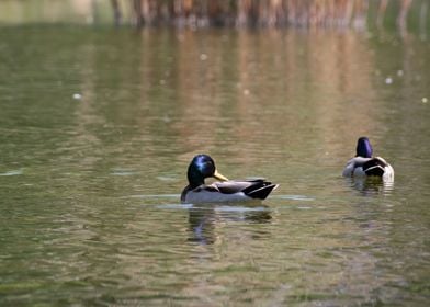 Mallard Duck