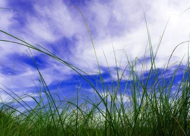 Grass blade in blue sky