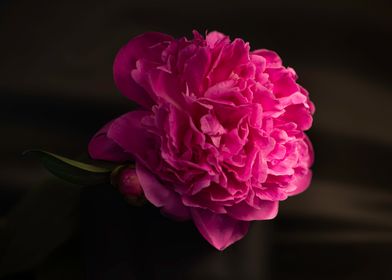 peony