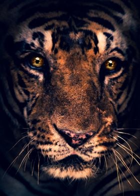 Tiger eyes