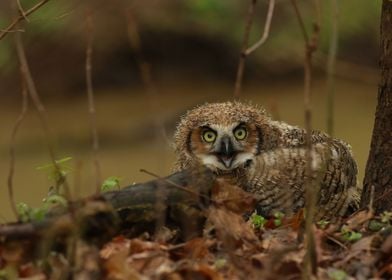 Timid baby owl