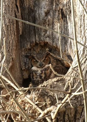 Nesting mother owl