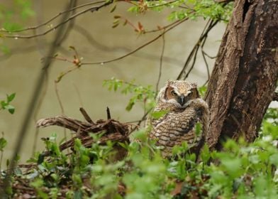 Owlet in the rain