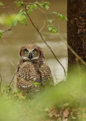 Great horned owlet