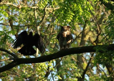 Crow VS Mom