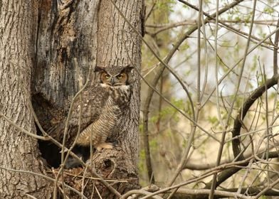 Mom guarding nest