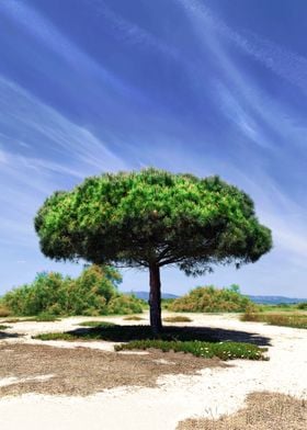 Tree of Life - Seaside