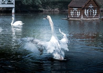 Bird Swan