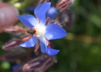 Blue flower of borage