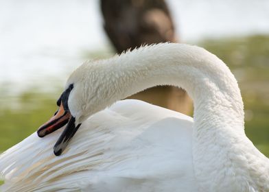 Bird Swan