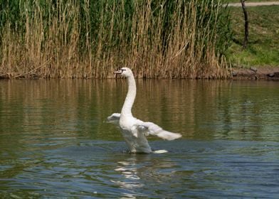 Bird Swan