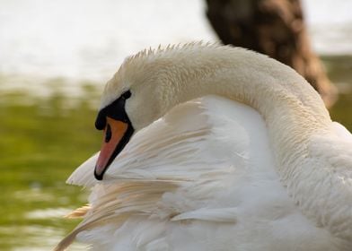 Bird Swan