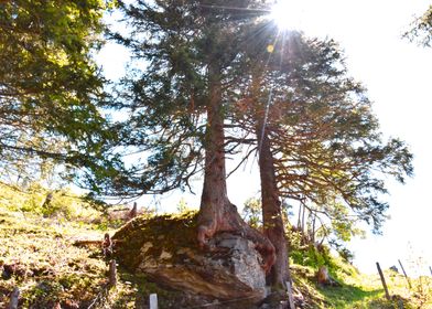 tree on the rocks