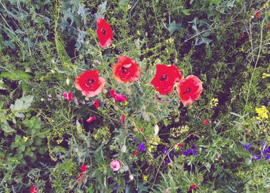 Summer poppy field