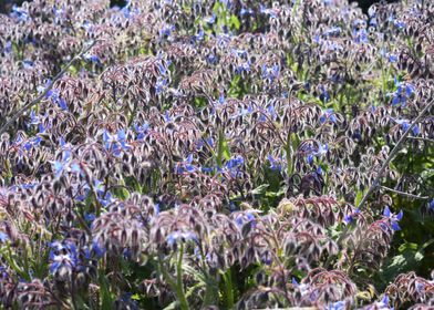 Borage with blue flowers 