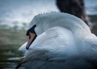 Bird Swan