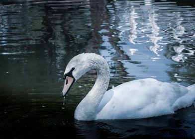 Bird Swan