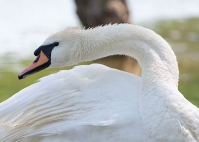 Bird Swan