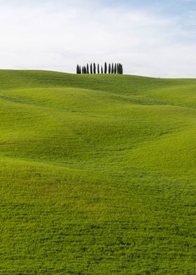 Cypress trees in Tuscany