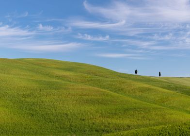 Cypress trees in Tuscany