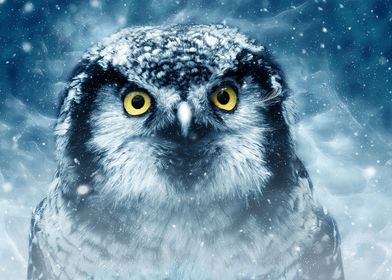 bird snow owl