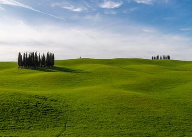 Cypress trees in Tuscany