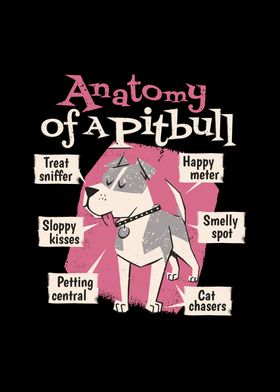 Anatomy Pitbull 