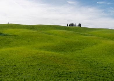 Trees in Val D Orcia