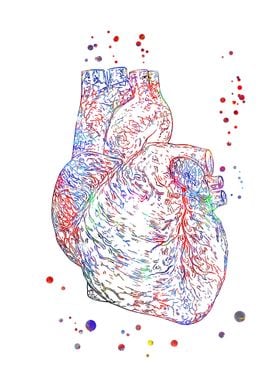 Heart anatomy 