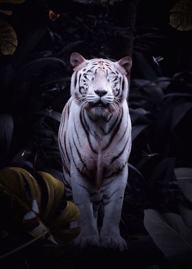 White tiger bright eyes