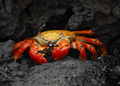 crab red brock