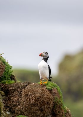 Puffin