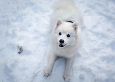 animal snowdog