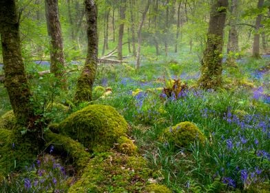 Bluebells in a forest