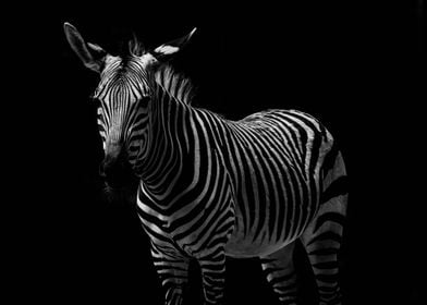 Animals Zebra Africa Wild