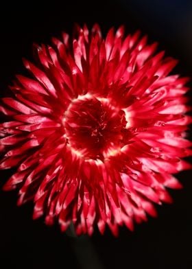 Helichrysum flower macro