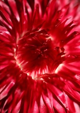 Helichrysum flower closeup